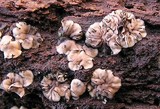 Mollisia lividofusca image