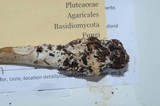 Amanita sect. Vaginatae image