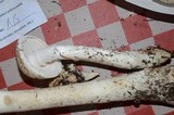 Amanita smithiana image