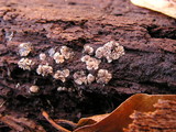 Mollisia lividofusca image