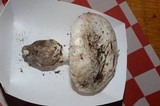 Amanita smithiana image