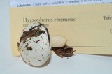Hygrophorus eburneus image
