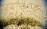 Mollisia lividofusca image
