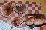 Hygrophorus purpurascens image