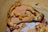 Cantharellus formosus image