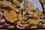 Cantharellus formosus image