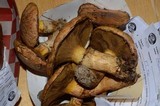 Suillus caerulescens image