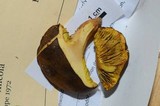 Phylloporus arenicola image