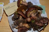Suillus lakei image