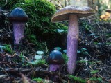 Cortinarius vanduzerensis image