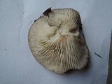 Lactarius mucidus image