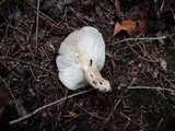 Lactarius mucidus image