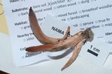 Clavariadelphus occidentalis image