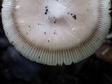 Amanita sect. Vaginatae image