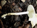 Amanita sect. Vaginatae image