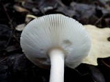 Amanita sect. Vaginatae image