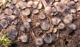 Mollisia lividofusca image
