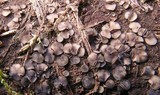 Mollisia lividofusca image