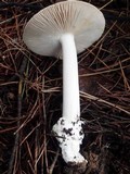 Amanita sect. Vaginatae image