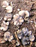 Mollisia lividofusca image