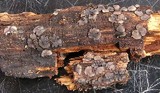 Mollisia lividofusca image