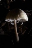 Leucocoprinus cepistipes image