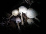 Leucocoprinus cepistipes image
