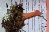 Guepinia helvelloides image