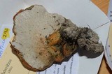 Hypomyces lateritius image