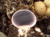 Scleroderma cepa image