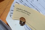 Otidea alutacea image