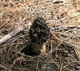 Morchella snyderi image