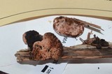 Fomitopsis cajanderi image