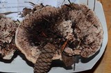 Hydnellum peckii image