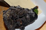Hydnellum regium image