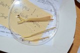 Clavaria flavipes image