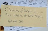 Clavaria flavipes image