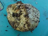 Truncocolumella citrina image