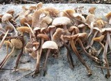 Gymnopus subpruinosus image