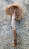 Gymnopus subpruinosus image