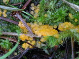 Byssonectria fusispora image
