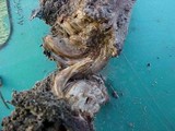 Ramaria velocimutans image
