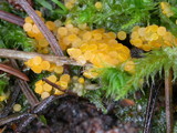 Byssonectria fusispora image