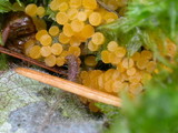 Byssonectria fusispora image