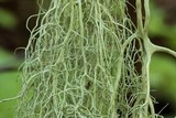 Alectoria sarmentosa image