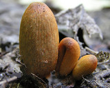 Coprinopsis erythrocephala image