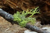 Letharia lupina image