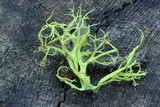 Letharia lupina image