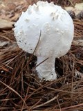 Amanita cokeri image