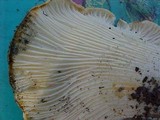 Cantharellus subalbidus image
